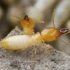 Business 4 image PEST CONTROL FORDE Pest Control in Monash ACT
