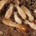 Business 3 image PEST CONTROL FRANKLIN Pest Control in Fishwick ACT