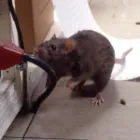 Business 3 image PEST CONTROL GEELONG Pest Control in Geelong VIC