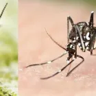 Business 1 image PEST CONTROL GLENMORE PARK Pest Control in Glenmore Park NSW