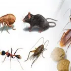 Business 3 image PEST CONTROL GLENMORE PARK Pest Control in Glenmore Park NSW