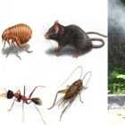 Business 4 image PEST CONTROL GLENMORE PARK Pest Control in Glenmore Park NSW