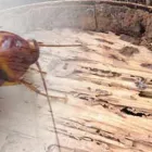 Business 5 image PEST CONTROL GLENMORE PARK Pest Control in Glenmore Park NSW