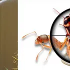 Business 7 image PEST CONTROL GLENMORE PARK Pest Control in Glenmore Park NSW