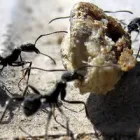 Business 1 image PEST CONTROL GREENBANK Pest Inspection in Greenbank QLD
