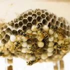 Business 3 image PEST CONTROL GREENBANK Pest Inspection in Greenbank QLD