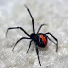 Business 1 image PEST CONTROL GRIFFITH Pest Control in Belconnen ACT