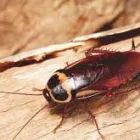 Business 1 image PEST CONTROL HALLETT COVE Same Day Pest Control in Hallett Cove SA