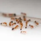 Business 5 image PEST CONTROL HARRISON Pest Control in Monash ACT