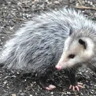 Business 4 image PEST CONTROL HOBART Pest Control in Hobart TAS