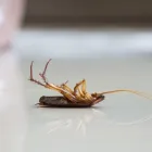 Business 1 image PEST CONTROL INGLEWOOD Pest Inspection in Perth WA