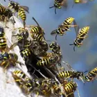 Business 1 image PEST CONTROL LESMURDIE Pest Inspection in Lesmurdie WA