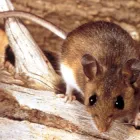 Business 3 image PEST CONTROL LESMURDIE Pest Inspection in Lesmurdie WA