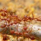 Business 1 image PEST CONTROL MIDLAND Pest Control in Midland DC WA