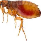 Business 2 image PEST CONTROL MIDLAND Pest Control in Midland DC WA