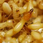 Business 3 image PEST CONTROL MIDLAND Pest Control in Midland DC WA