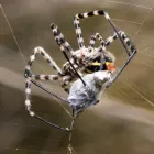 Business 4 image PEST CONTROL MIDLAND Pest Control in Midland DC WA