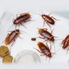 Business 2 image PEST CONTROL NEDLANDS Pest Inspection in Nedlands WA