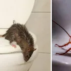 Business 3 image PEST CONTROL NEDLANDS Pest Inspection in Nedlands WA