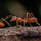 Business 3 image PEST CONTROL NGUNNAWAL Pest Control in Ngunnawal ACT