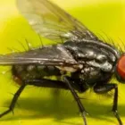 Business 2 image PEST CONTROL NINGI Pest Control in Ningi QLD