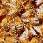 Business 1 image PEST CONTROL NORTHCOTE Pest Control in Northcote VIC