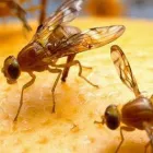 Business 2 image PEST CONTROL NORTHCOTE Pest Control in Northcote VIC