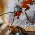 Business 1 image PEST CONTROL PADDINGTON Pest Inspection in Paddington QLD