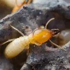 Business 2 image PEST CONTROL PADDINGTON Pest Inspection in Paddington QLD