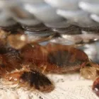 Business 3 image PEST CONTROL PADDINGTON Pest Inspection in Paddington QLD