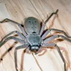 Business 1 image PEST CONTROL PERTH Pest Control in Perth WA