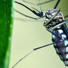 Business 2 image PEST CONTROL PERTH Pest Control in Perth WA