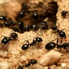 Business 3 image PEST CONTROL PERTH Pest Control in Perth WA