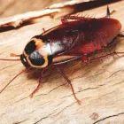 Business 4 image PEST CONTROL PERTH Pest Control in Perth WA