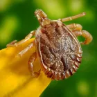 Business 6 image PEST CONTROL PERTH Pest Control in Perth WA