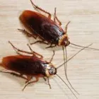 Business 12 image PEST CONTROL PERTH Pest Control in Perth WA