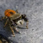 Business 14 image PEST CONTROL PERTH Pest Control in Perth WA