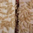 Business 15 image PEST CONTROL PERTH Pest Control in Perth WA