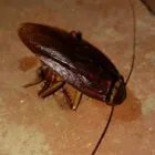 Business 2 image PEST CONTROL PERTH Pest Control in Perth WA