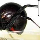 Business 2 image PEST CONTROL PERTH Pest Control in Perth WA