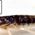 Business 3 image PEST CONTROL PERTH Pest Control in Perth WA