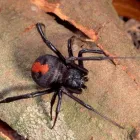 Business 1 image PEST CONTROL PERTH Pest Control in Perth WA