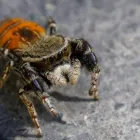 Business 2 image PEST CONTROL PHILLIP Pest Control in Belconnen ACT