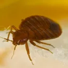 Business 1 image PEST CONTROL POTTS POINT Pest Inspection in Potts Point NSW