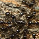 Business 2 image PEST CONTROL POTTS POINT Pest Inspection in Potts Point NSW