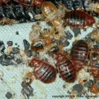 Business 3 image PEST CONTROL POTTS POINT Pest Inspection in Potts Point NSW