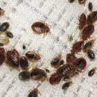 Business 3 image PEST CONTROL RINGWOOD Pest Control in Ringwood South VIC
