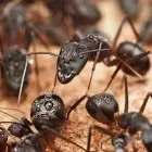 Business 1 image PEST CONTROL RINGWOOD Pest Inspection in Ringwood VIC