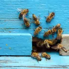 Business 2 image PEST CONTROL RINGWOOD Pest Inspection in Ringwood VIC