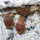 Business 3 image PEST CONTROL RINGWOOD Pest Inspection in Ringwood VIC